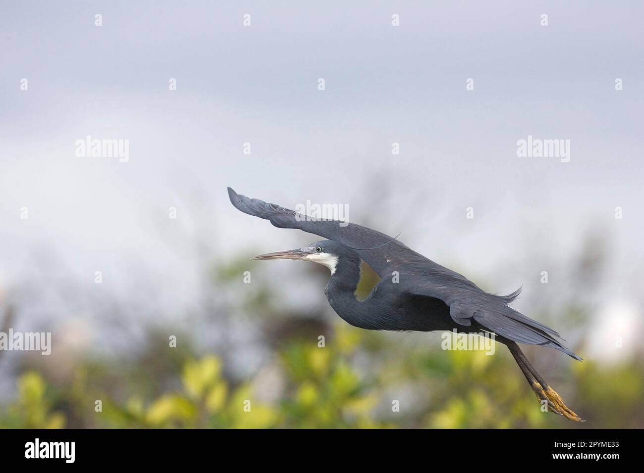 Héron de récif occidental (Egretta gularis), héron côtier, hérons, animaux, oiseaux, Heron de récif ouest adulte, en vol, zone humide de mangrove, Sénégal Banque D'Images