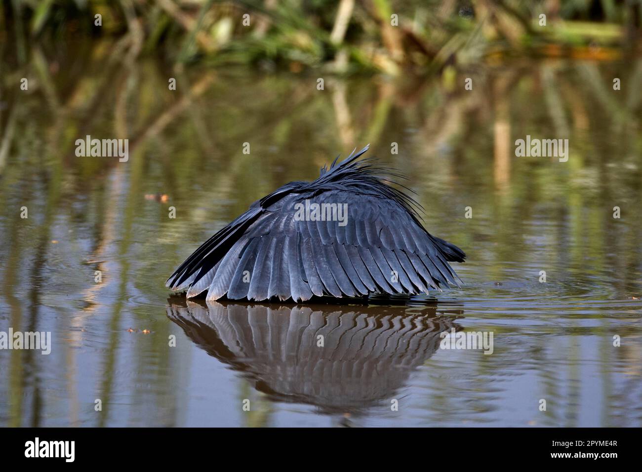 Héron noir (Egretta ardesiaca) adulte, pêche, en utilisant un parapluie d'aile pour l'ombre de l'eau, Lac Zeway, Grande Vallée du Rift, Ethiopie Banque D'Images