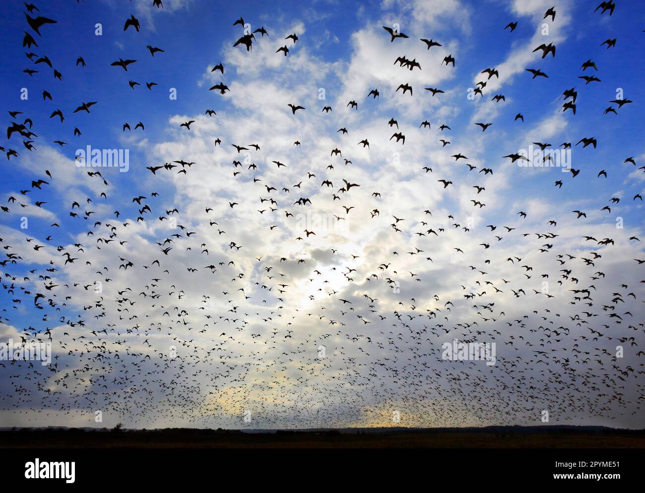 Knot (Calidris canutus) flock, en vol, silhoueted laissant la marée haute roost, de retour à se nourrir sur les vasières de l'estuaire, Snettisham réserve RSPB, le Banque D'Images