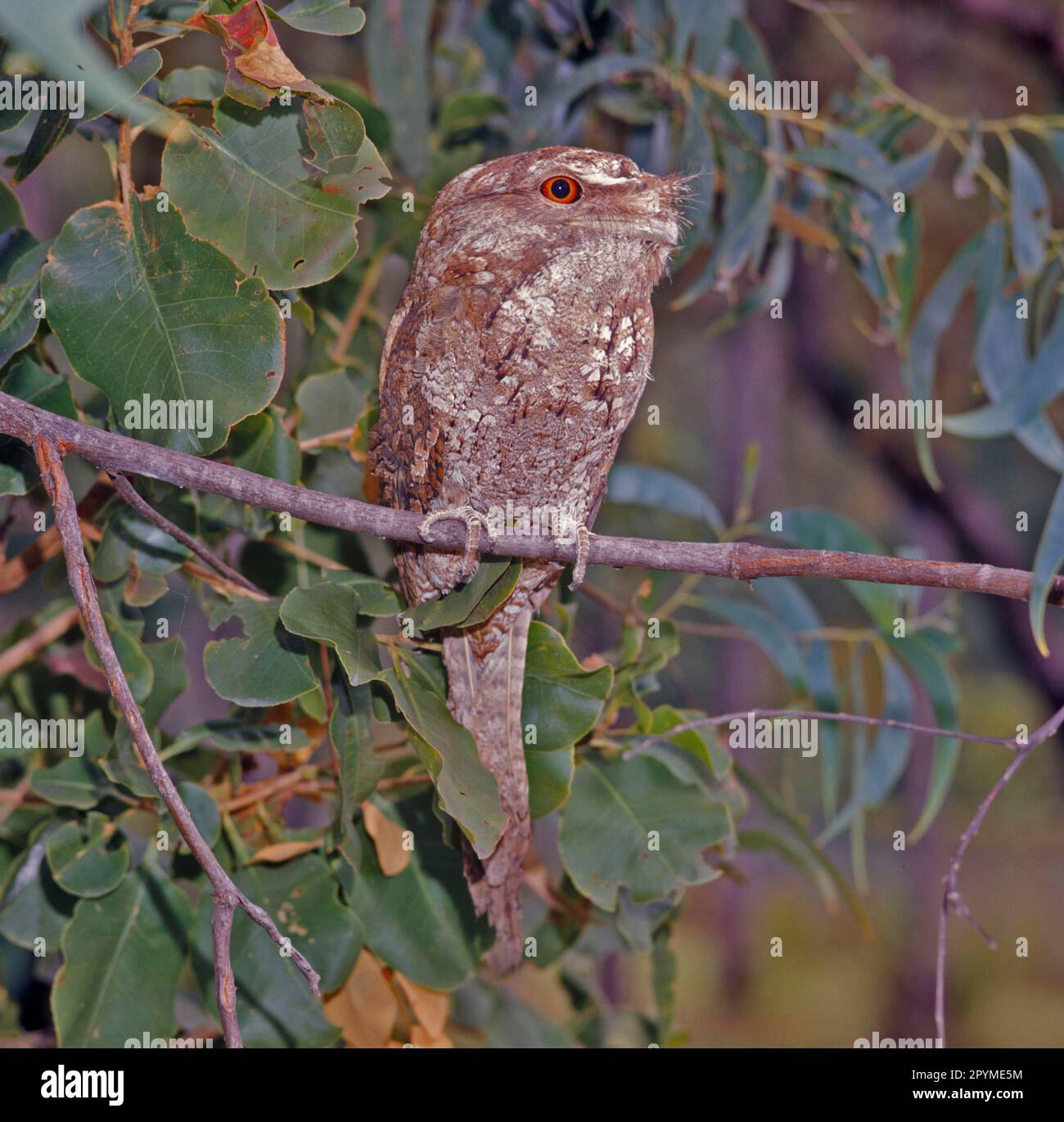 Gueule de papier (Podargus papuensis) assise sur une branche Banque D'Images