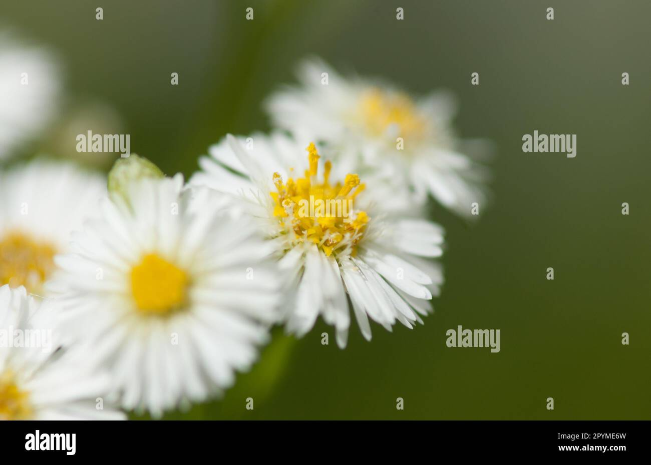 Marganta de chrysanthème blanc gros gros plan Banque D'Images