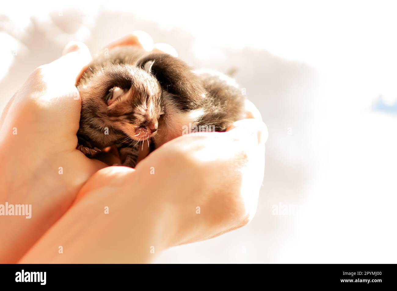 deux chatons nouveau-nés entre les mains d'un vétérinaire, une merveilleuse naissance d'une nouvelle vie le jour ensoleillé du printemps, les chatons sont nés dans une clinique vétérinaire. Banque D'Images