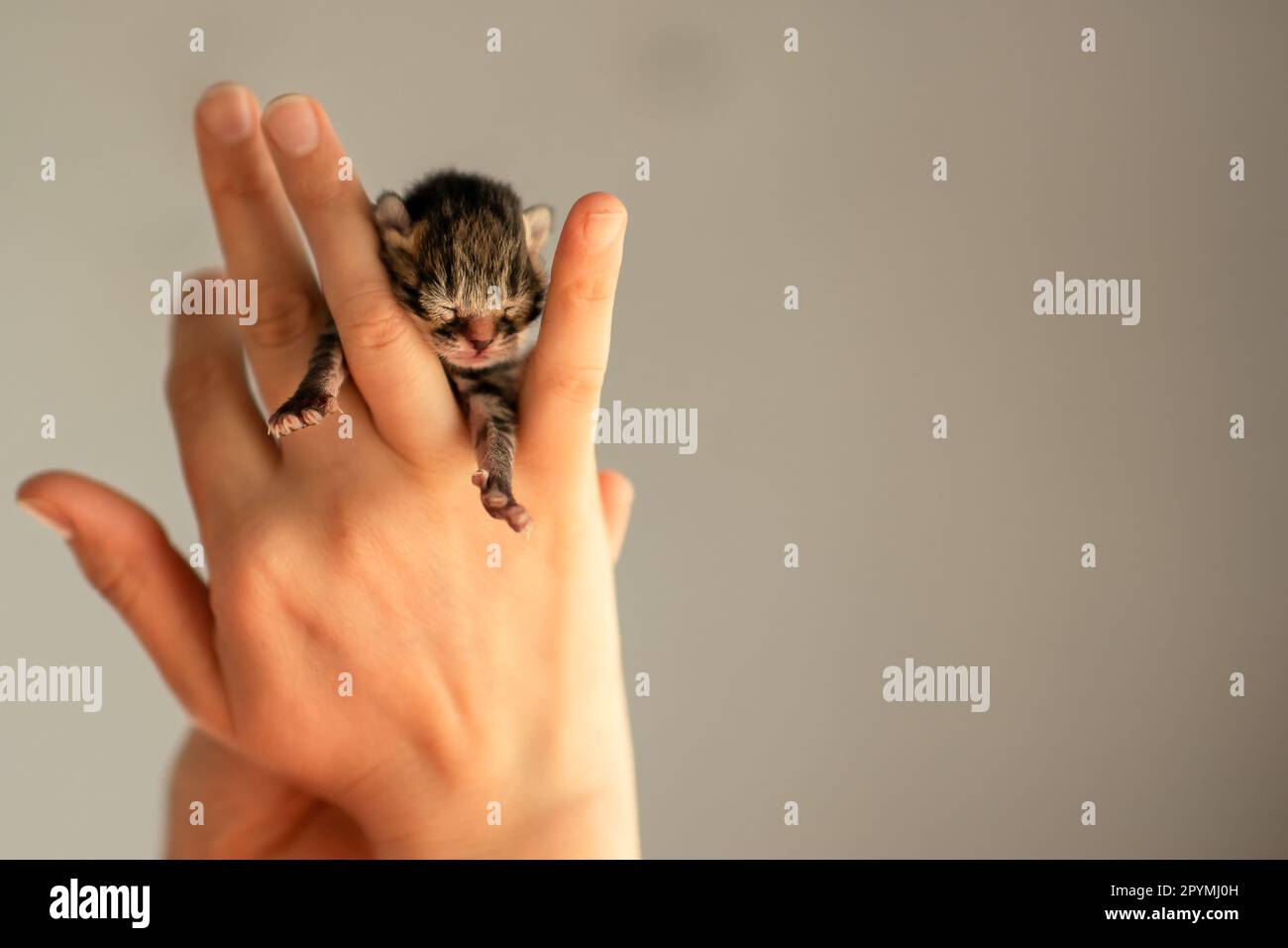 la main d'une jeune femme, dans les mains d'un vétérinaire, un chaton gris nouveau-né né né dans une clinique vétérinaire, la naissance d'une nouvelle vie une naissance merveilleuse Banque D'Images