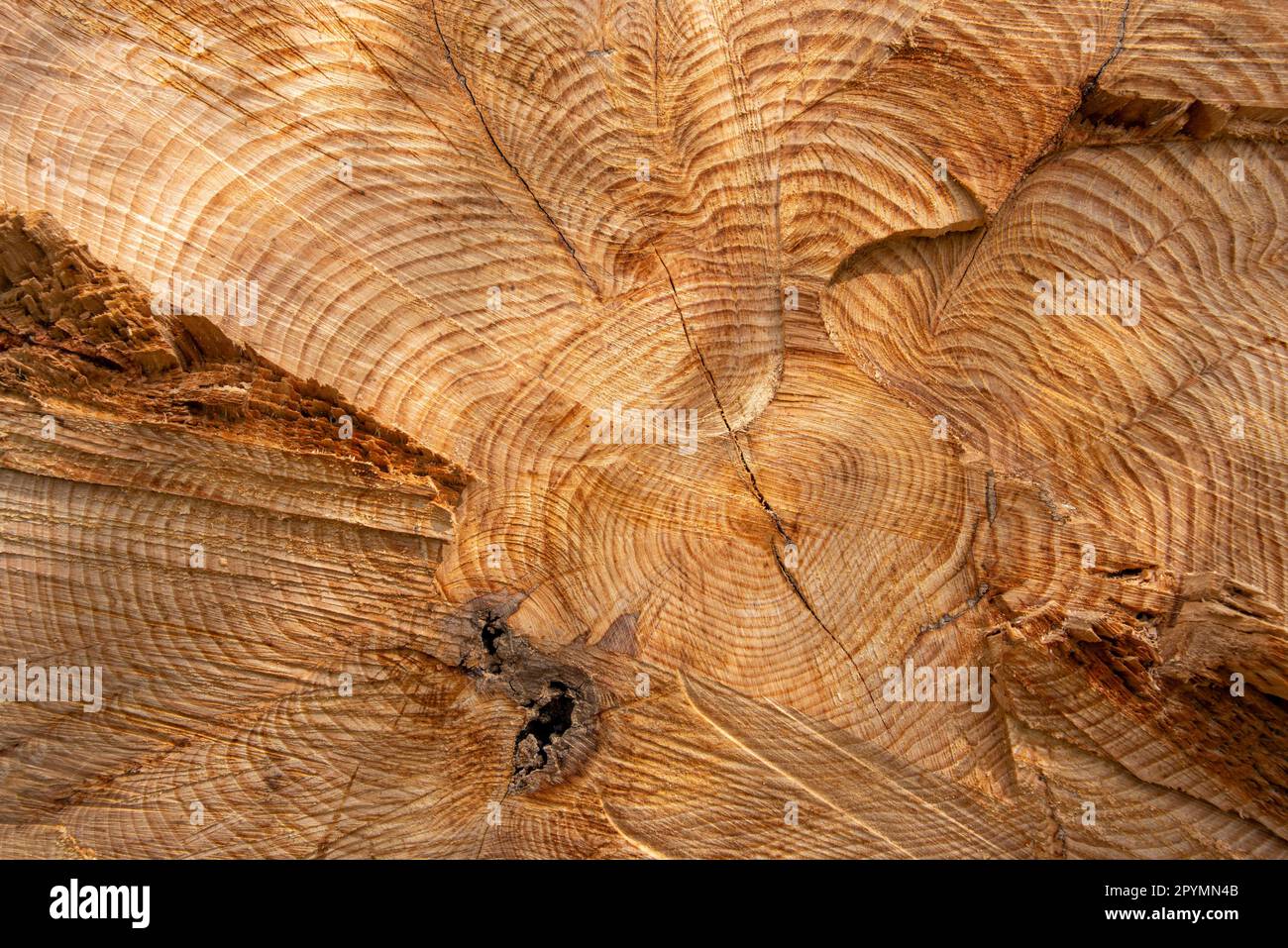 Texture de fond de grain de bois d'un arbre abattu. Banque D'Images