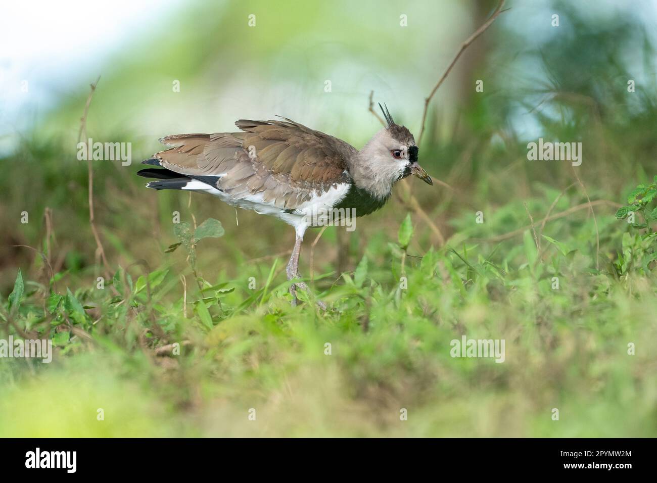 Femelle du laponge du sud (Vanellus chilensis), dans les champs de graminées. Banque D'Images