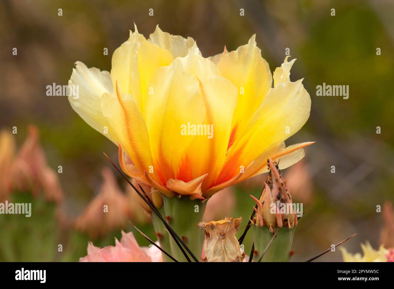 Purple Prickly Pear (Opuntia macrocentra) en fleur, parc national de Big Bend, Texas Banque D'Images