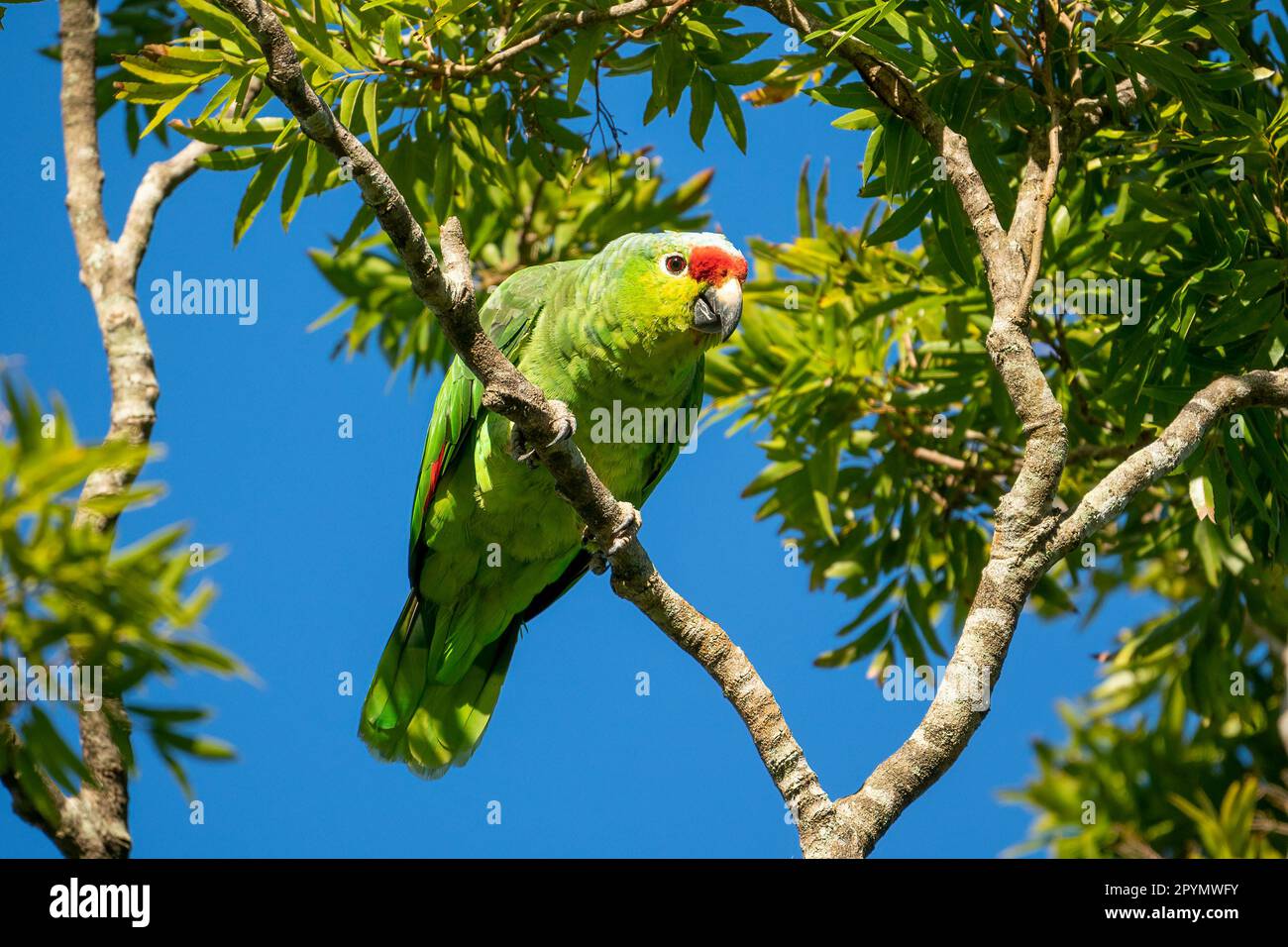 amazonie rouge ou perroquet rouge (Amazona automnalis) perché dans un arbre juste au-dessus de moi Banque D'Images