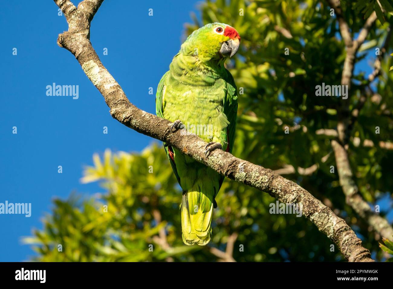amazonie rouge ou perroquet rouge (Amazona automnalis) perché dans un arbre juste au-dessus de moi Banque D'Images