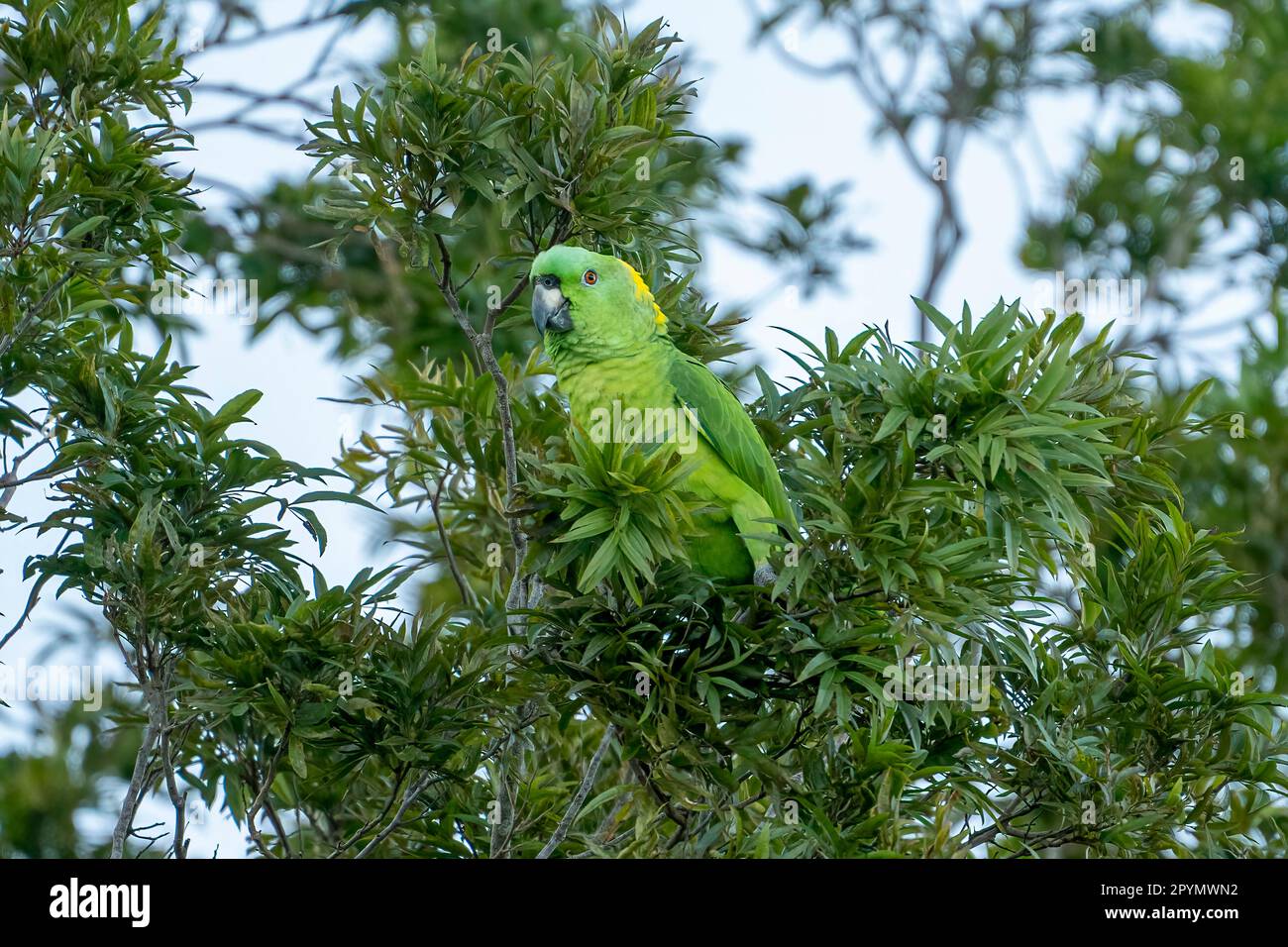 amazona auropalliata à serviettes jaunes atterri dans un arbre près de notre hôtel. Banque D'Images