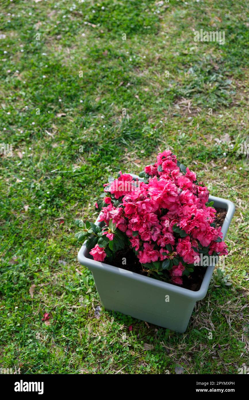 Un seul pot de fleurs en plastique avec fleurs roses en fleur dans un petit jardin. Banque D'Images