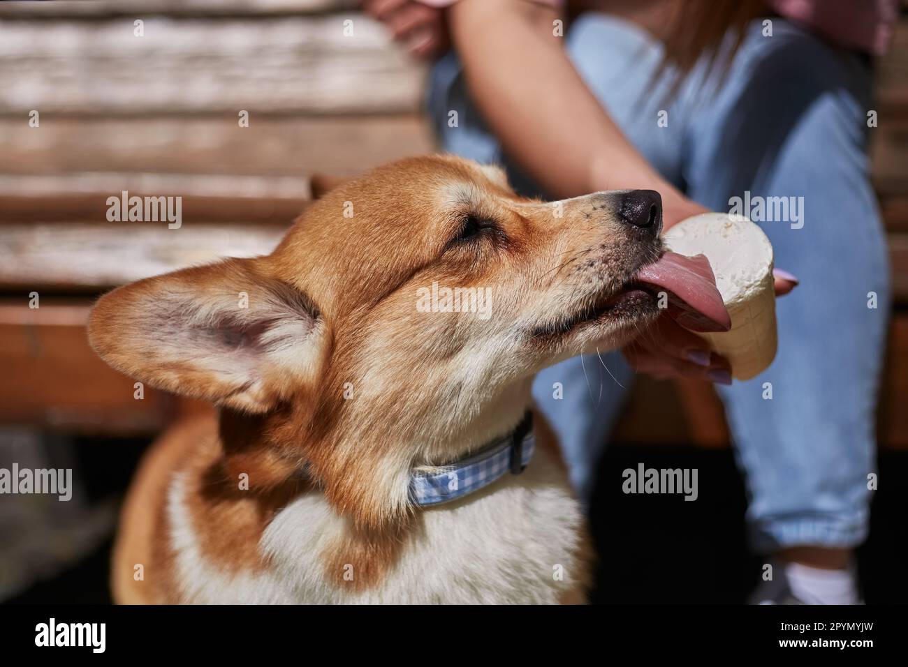 Corgi manger une glace en gros plan. Le propriétaire nourrissant un dessert pour le jeune chien Corgi brun Pembroke gallois Banque D'Images