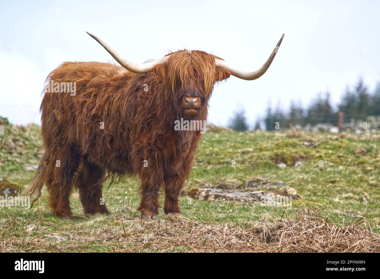 Vache Highland Banque D'Images