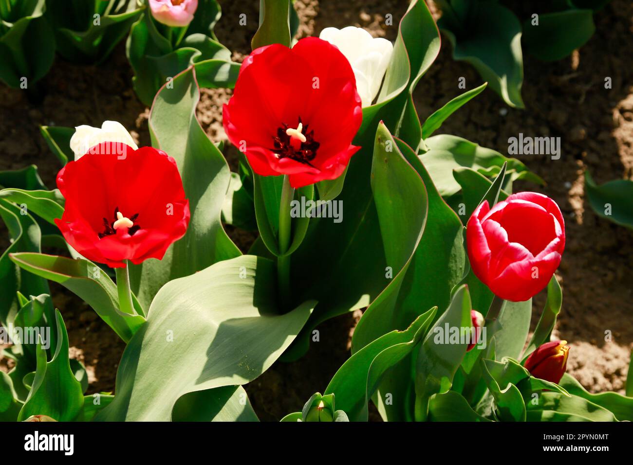 Belle Tulips en pleine floraison dans les champs de Hollande, en une journée ensoleillée Banque D'Images