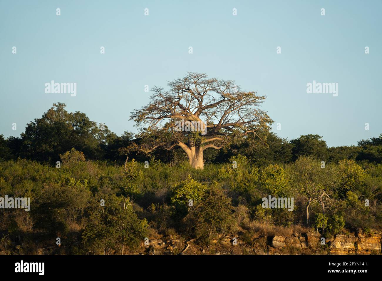 Le baobab se dresse au sommet d'une montagne dans la lumière dorée du coucher de soleil africain. Rivière Chobe, Botswana, Afrique Banque D'Images