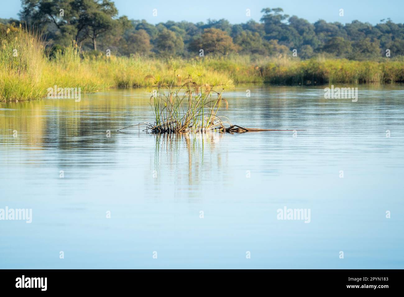 Papyrus plantes, une petite île au milieu de la rivière. Rivière Kwando, parc national de Bwabwata, Namibie, Afrique Banque D'Images