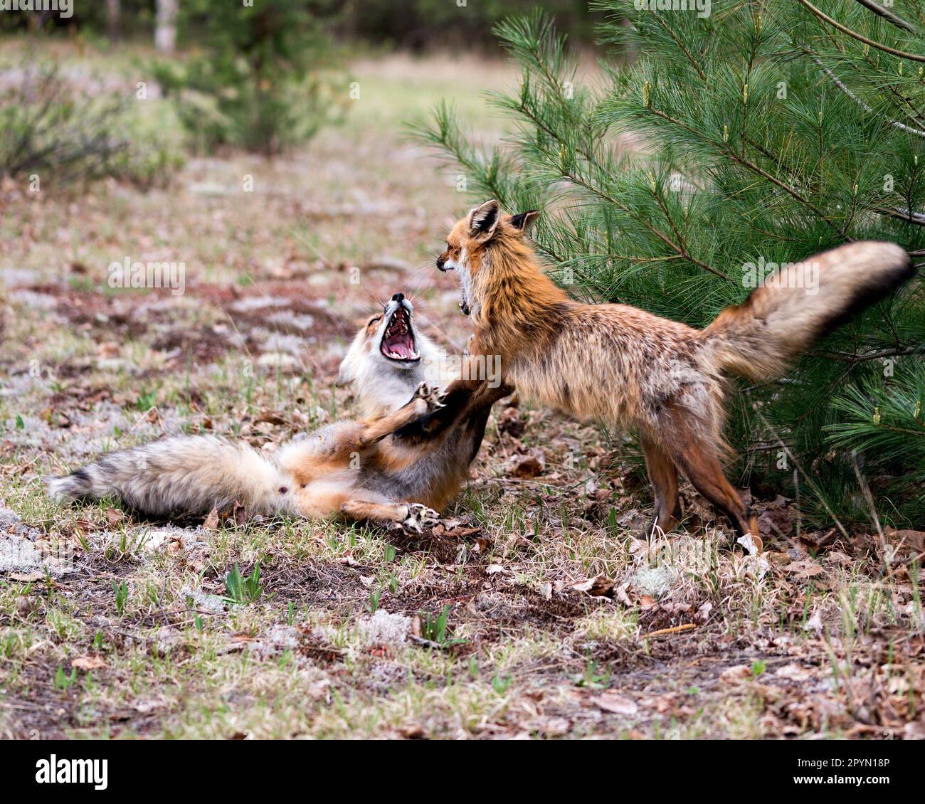 Renards jouant, luttant, fêtant, interagissant avec un comportement de conflit dans leur environnement avec un arrière-plan de forêt flou au printemps. Banque D'Images