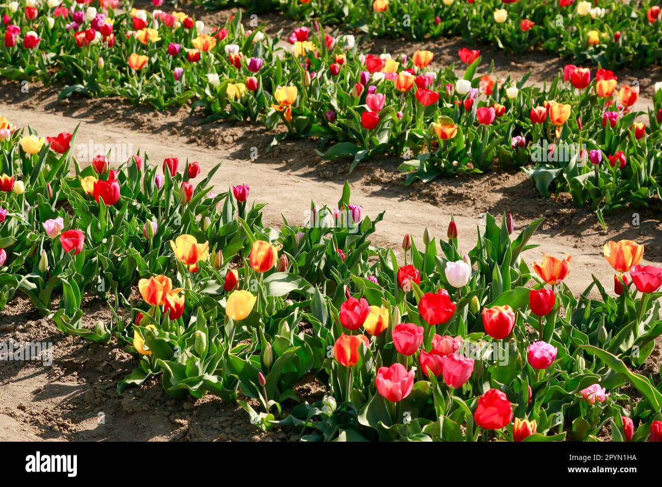 Belle Tulips en pleine floraison dans les champs de Hollande, en une journée ensoleillée Banque D'Images