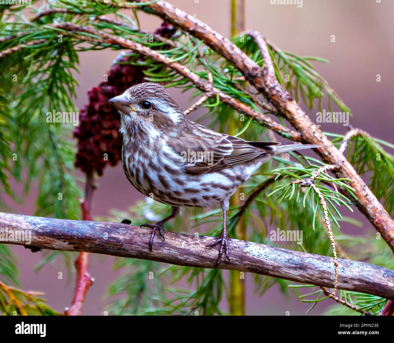 Femelle de la fincelle pourpre perchée sur une branche avec un fond forestier dans son environnement et son habitat environnant. Image de fin. Banque D'Images