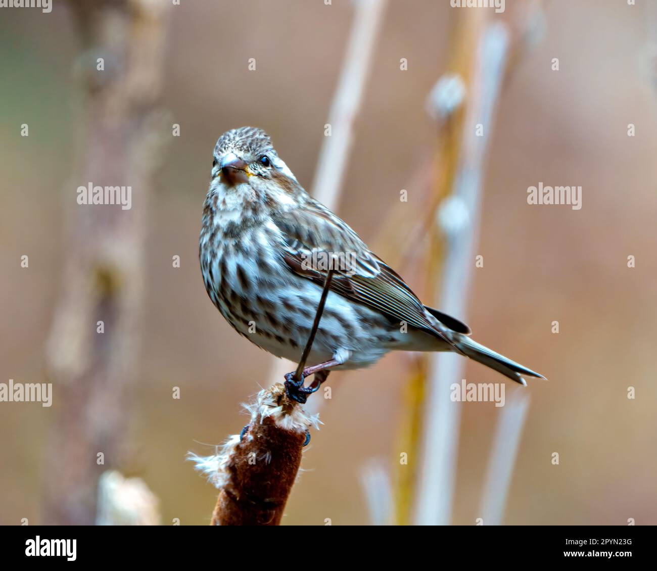 Purple Finch femelle perchée sur une queue de chat et regardant la caméra avec un arrière-plan doux dans son environnement et son habitat environnant. Image de fin. Banque D'Images