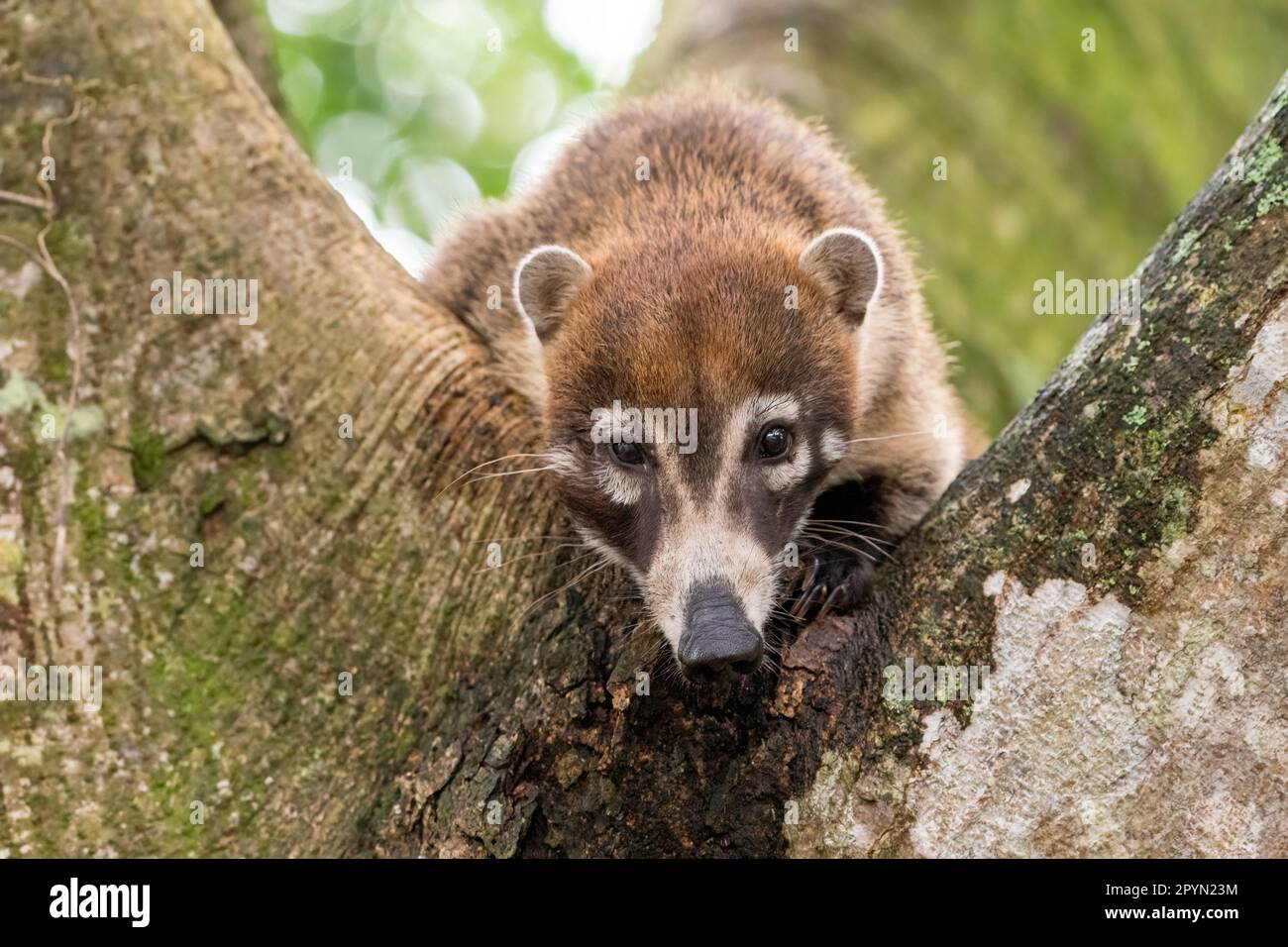 Nasua norica (Nasua norica) me regarde, dans un arbre Banque D'Images