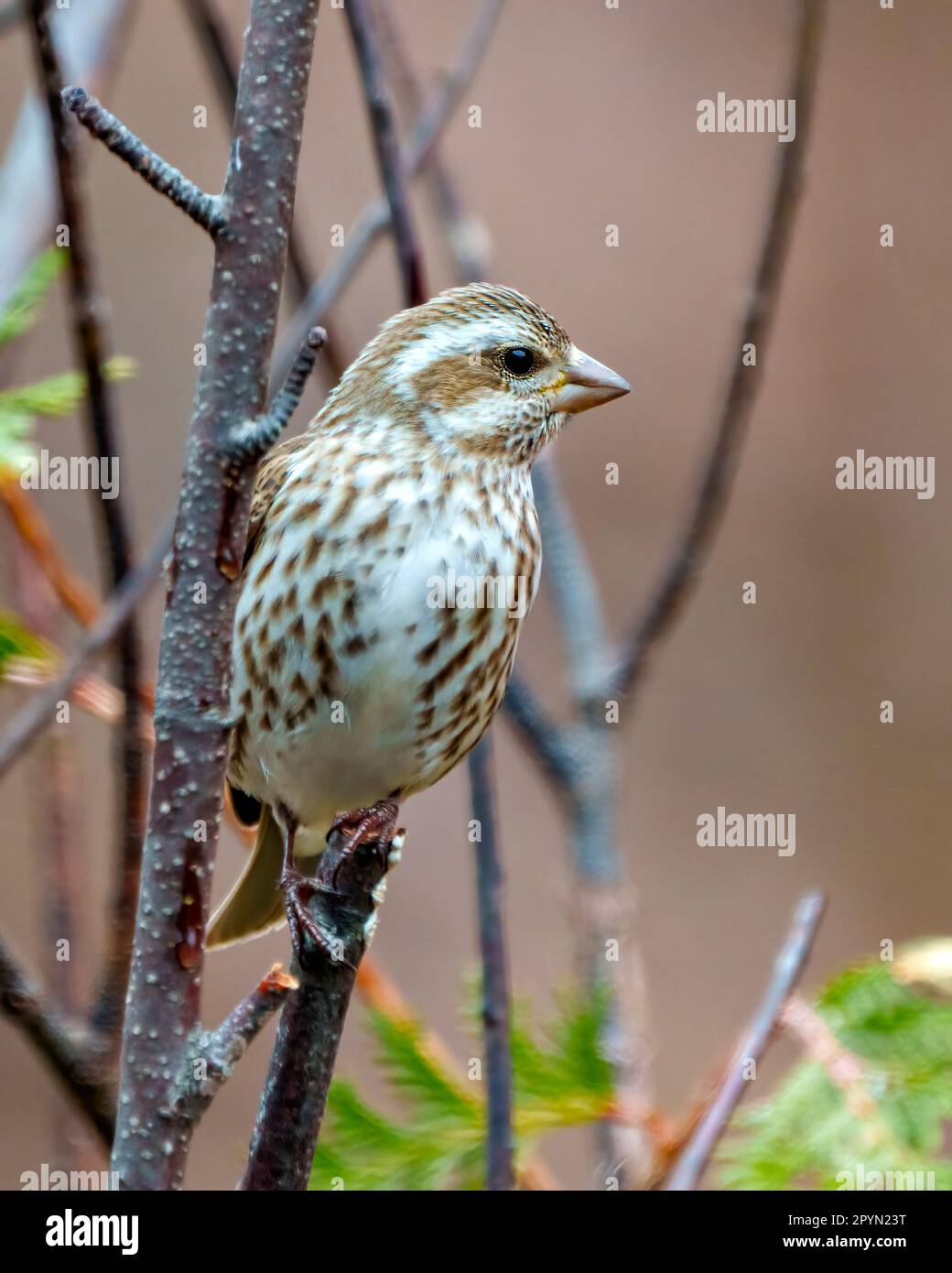 Vue de face de la femelle de Purple Finch perchée sur une branche avec un arrière-plan brun doux dans son environnement et son habitat environnant. Image de fin. Banque D'Images