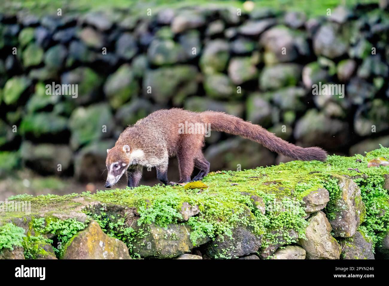 Le Coati à nez blanc (Nasua narica) marche sur un mur de pierre Banque D'Images