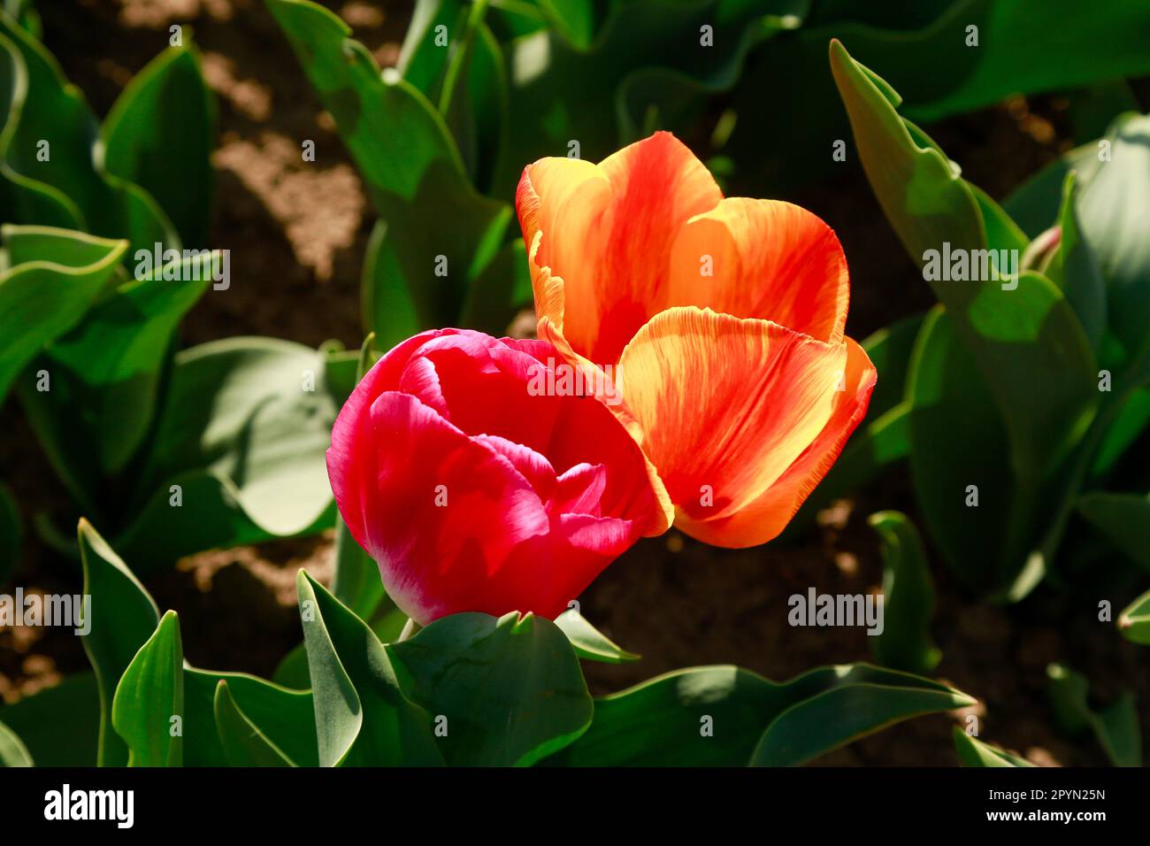 Belle Tulips en pleine floraison dans les champs de Hollande, en une journée ensoleillée Banque D'Images