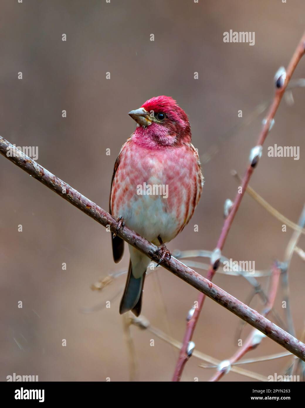 Vue de face rapprochée de l'homme Purple Finch, perché sur une branche affichant un plumage rouge avec un arrière-plan flou dans son environnement. Fini violet Banque D'Images