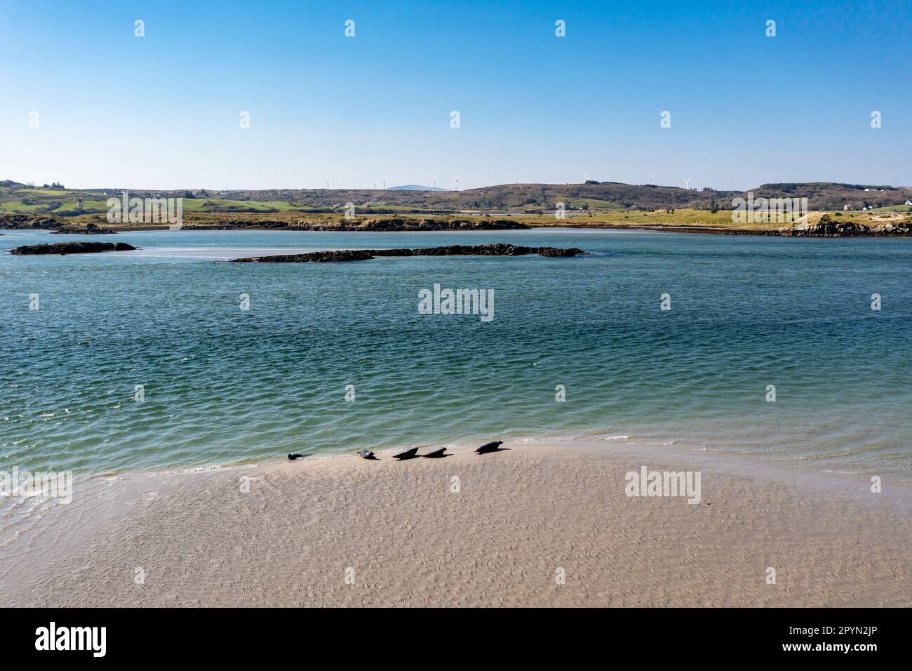 Phoques nageant et se reposant à la baie de Tweebarra - Comté de Donegal, Irlande. Banque D'Images