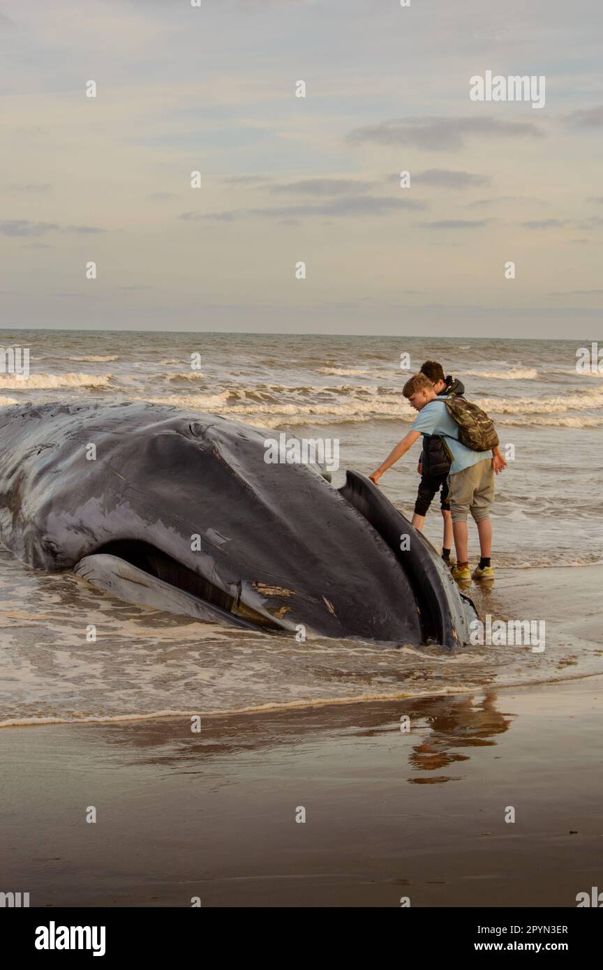 Baleine à bec morte Banque D'Images