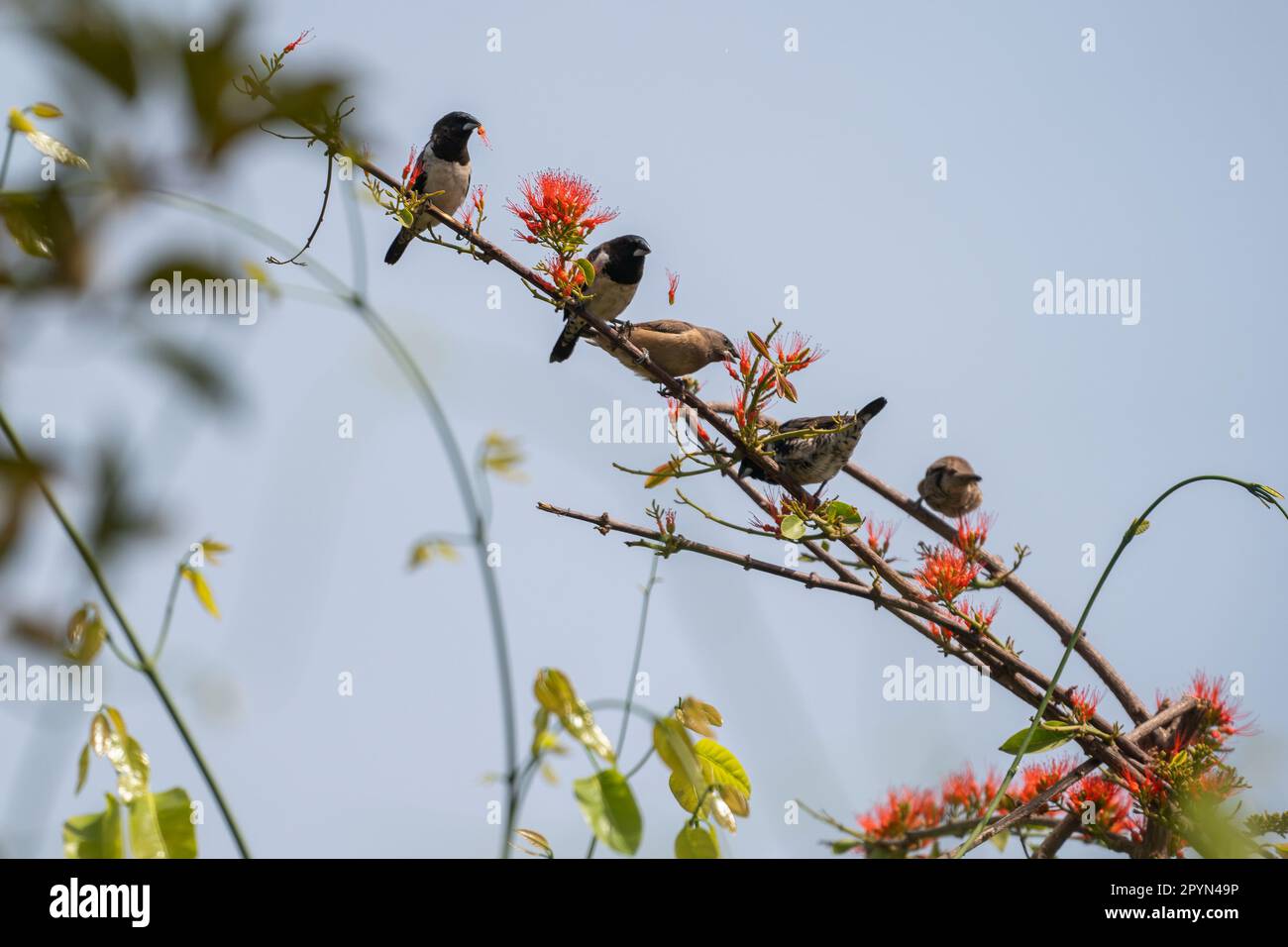 Mannikine en bronze ou munia en bronze (Spermétes cucullata) mangeant le nectar des fleurs Banque D'Images