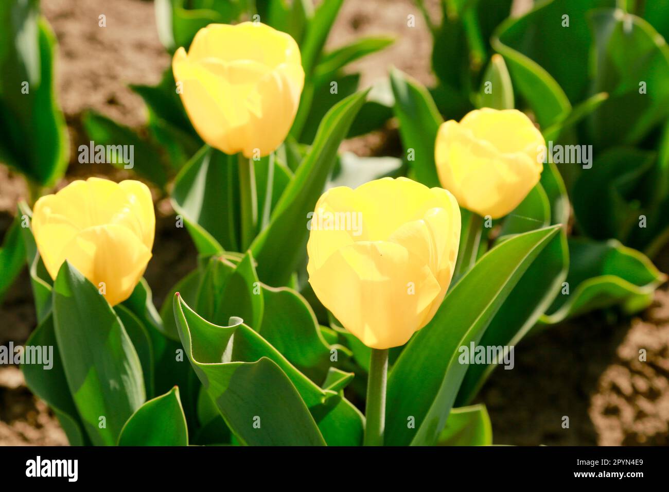 Belle Tulips en pleine floraison dans les champs de Hollande, en une journée ensoleillée Banque D'Images