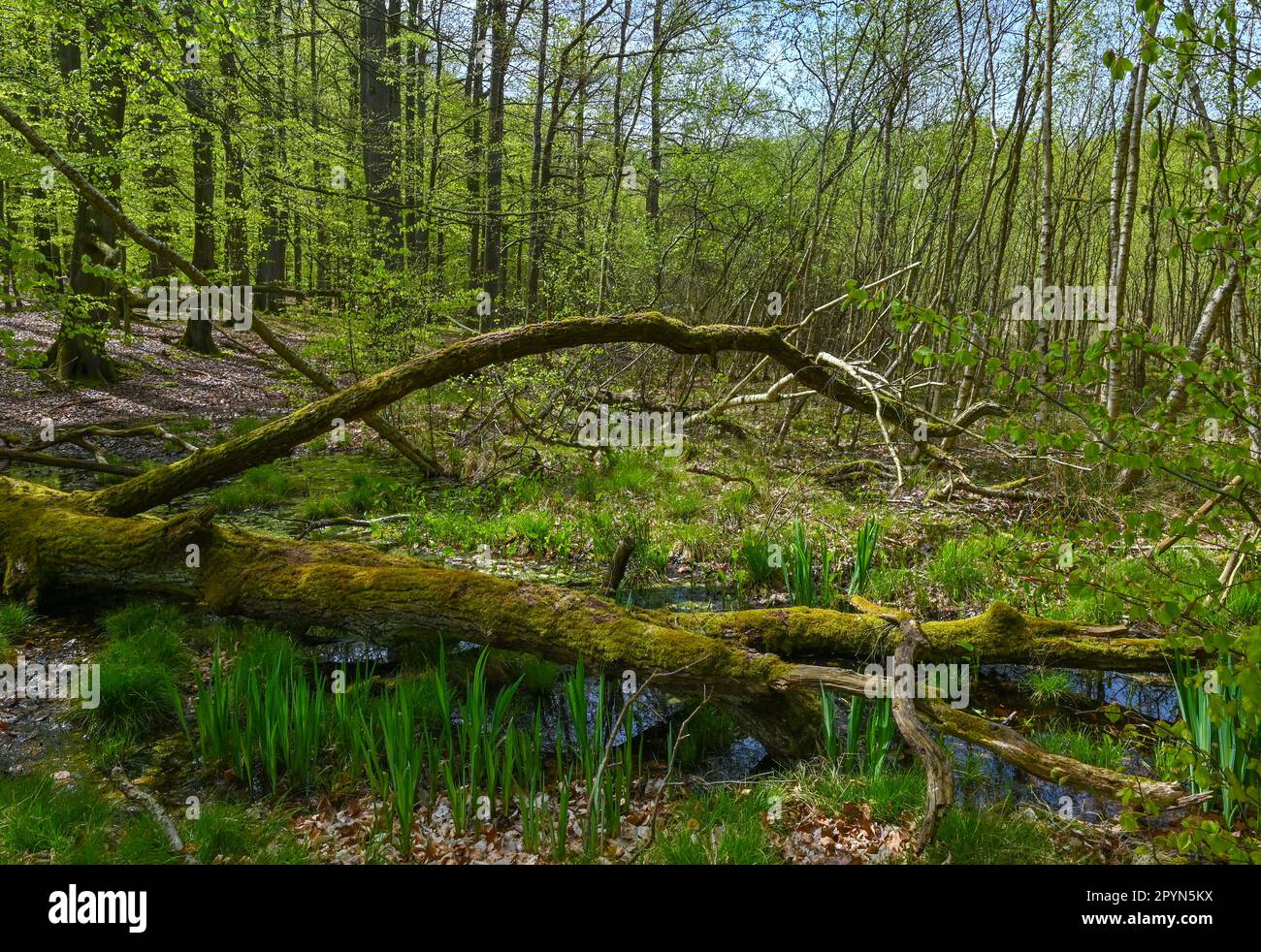 Carwitz, Allemagne. 01st mai 2023. Une tourbière et une zone humide dans la forêt de livres 'Hullerbusch' dans le parc naturel 'Feldberger Seenlandschaft'. Vastes forêts, collines, vallées, plaines sablonneuses, impressionnantes dunes intérieures, des lacs clairs et des tourbières cachées, des bâtiments historiques, des centres du patrimoine et des musées, tout cela se trouve dans ce parc naturel. Ce paysage diversifié a été façonné par le dernier âge de glace. Credit: Patrick Pleul/dpa/Alay Live News Banque D'Images