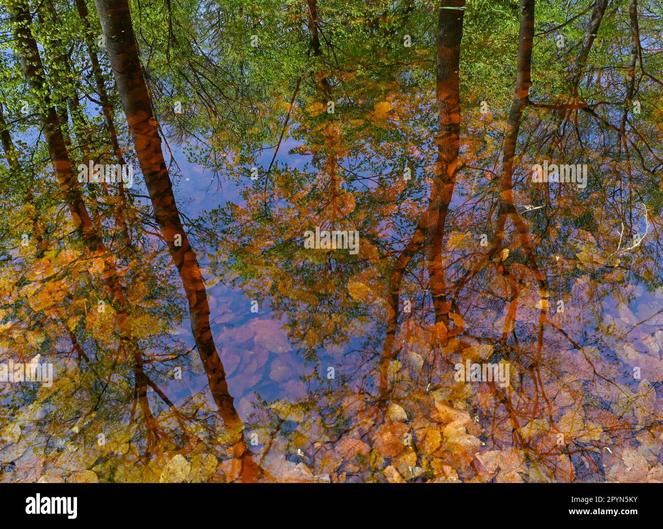 Carwitz, Allemagne. 01st mai 2023. Une tourbière et une zone humide dans la forêt de livres 'Hullerbusch' dans le parc naturel 'Feldberger Seenlandschaft'. Vastes forêts, collines, vallées, plaines sablonneuses, impressionnantes dunes intérieures, des lacs clairs et des tourbières cachées, des bâtiments historiques, des centres du patrimoine et des musées, tout cela se trouve dans ce parc naturel. Ce paysage diversifié a été façonné par le dernier âge de glace. Credit: Patrick Pleul/dpa/Alay Live News Banque D'Images