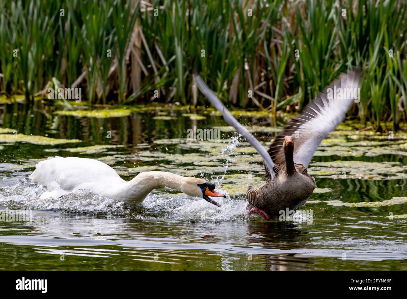 Un cygne mâle chase une oie au barrage et parc de Springfield à Belfast. Date de la photo: Jeudi 4 mai 2023. Banque D'Images