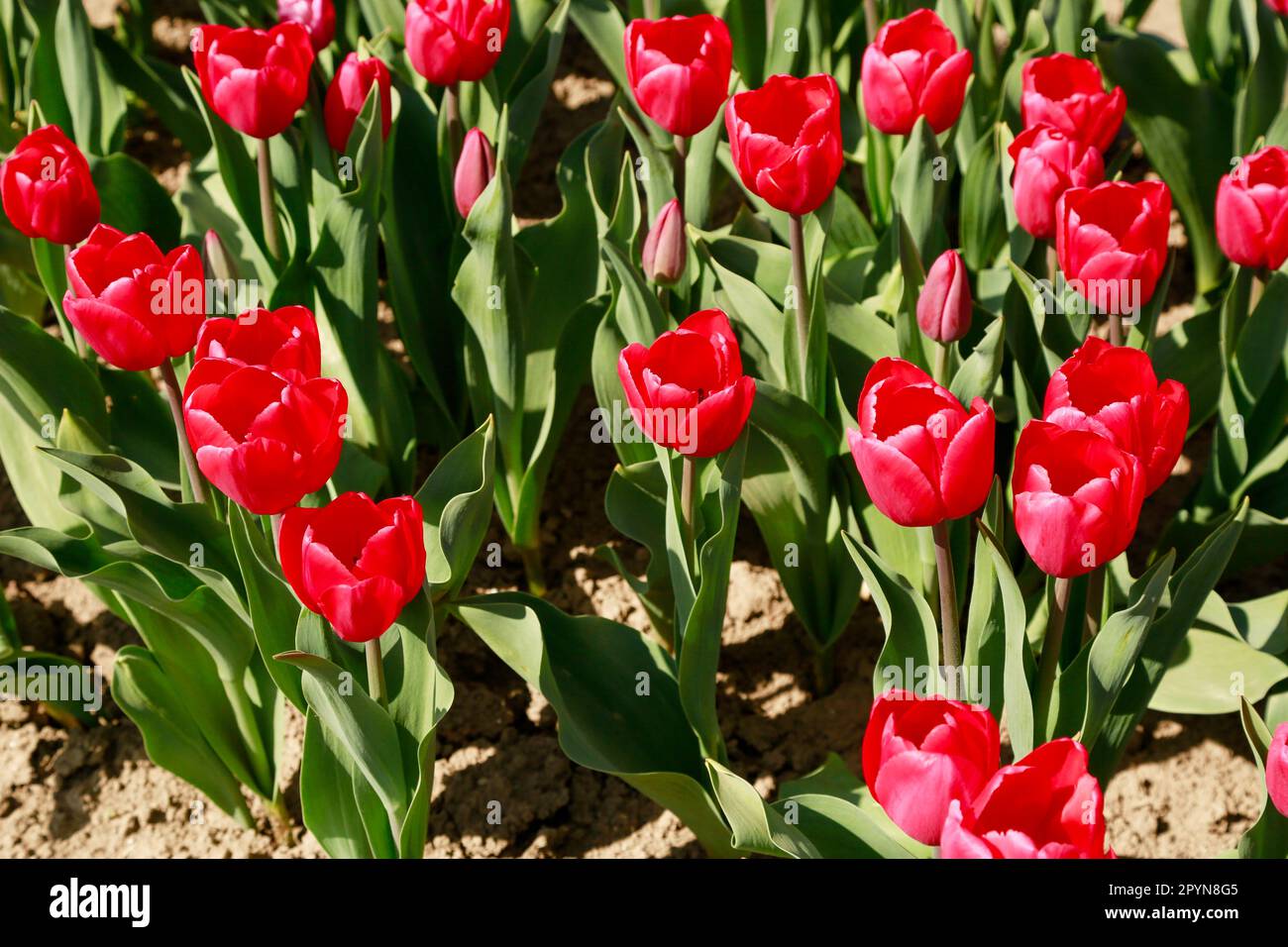 Belle Tulips en pleine floraison dans les champs de Hollande, en une journée ensoleillée Banque D'Images