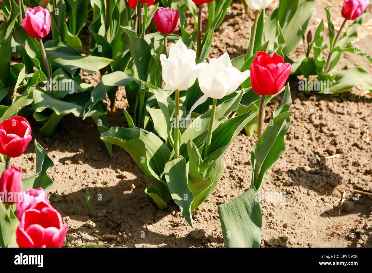 Belle Tulips en pleine floraison dans les champs de Hollande, en une journée ensoleillée Banque D'Images