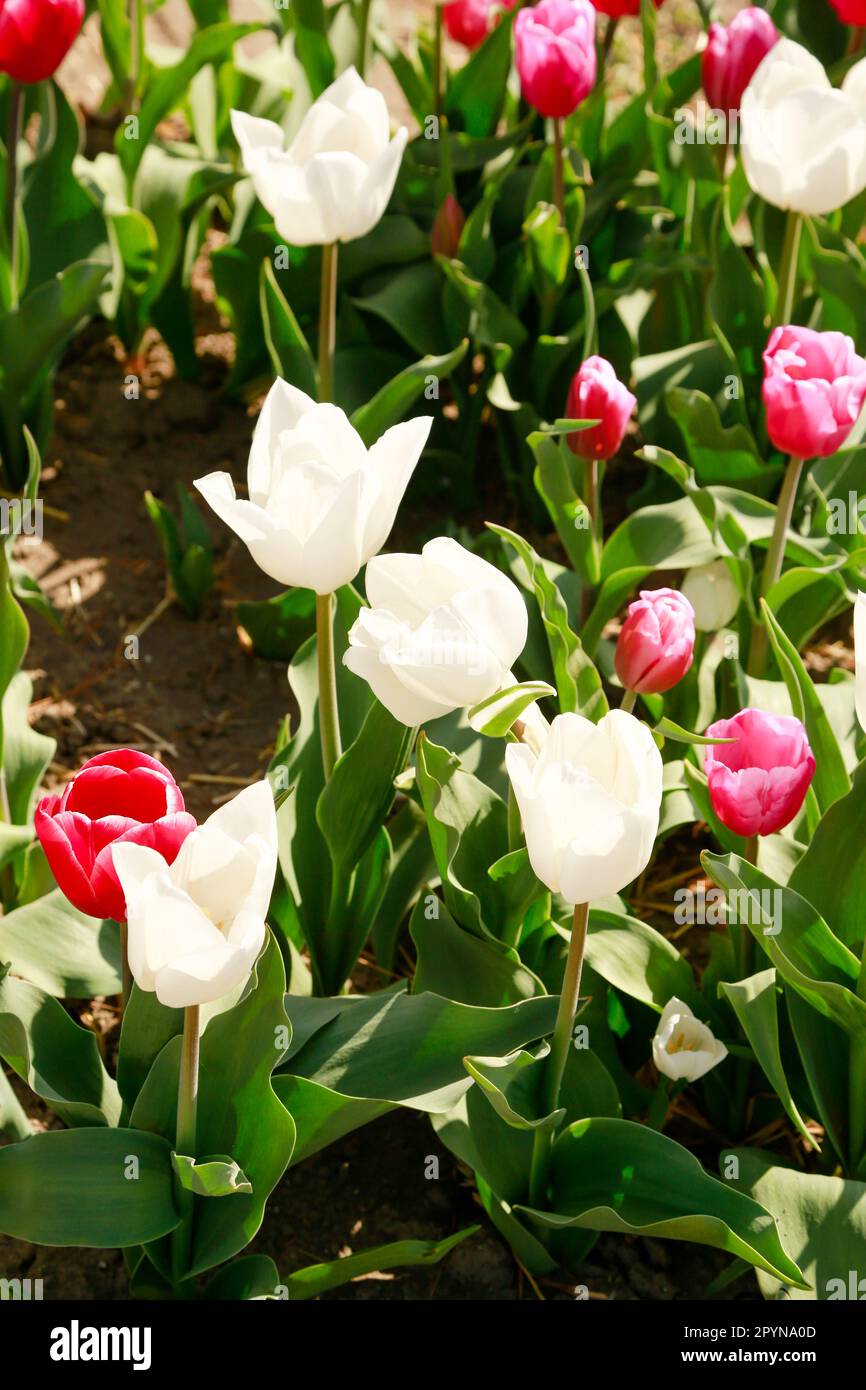 Belle Tulips en pleine floraison dans les champs de Hollande, en une journée ensoleillée Banque D'Images