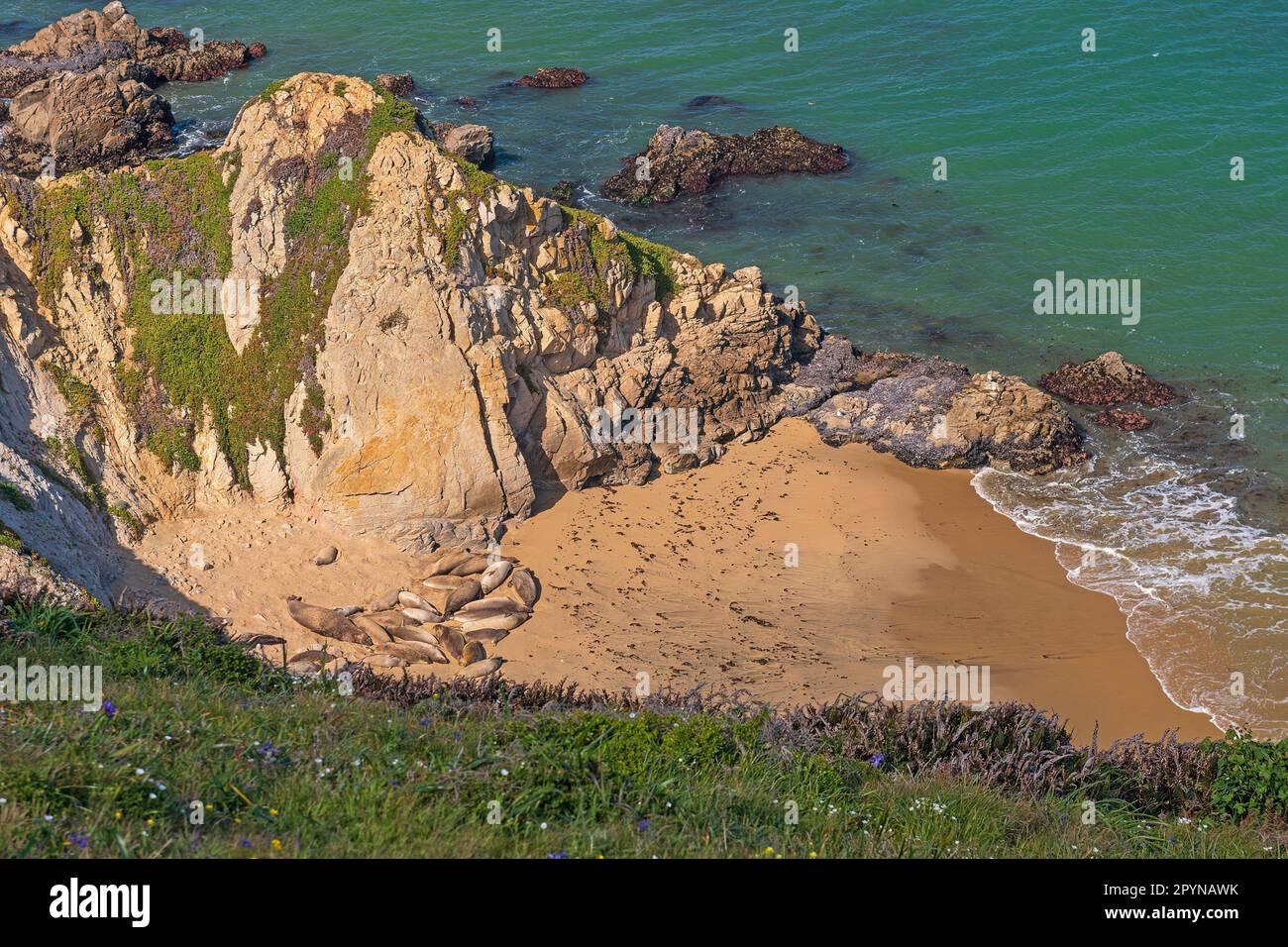 Une colonie d'éléphants de mer se reposant sur une plage protégée à point Reyes National Seashore en Californie Banque D'Images