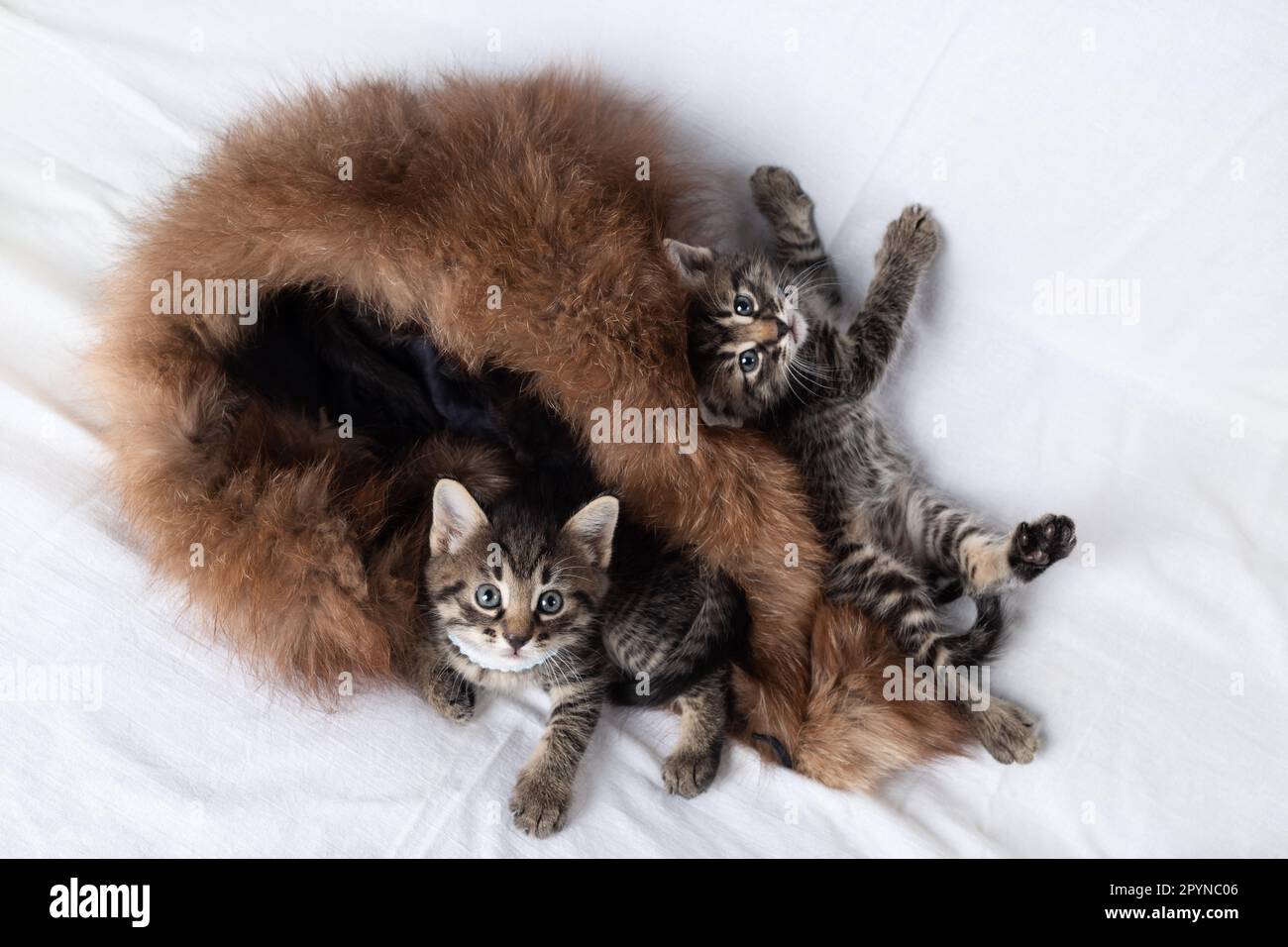 Petits chatons de tabby curieux mignon sur le lit. Banque D'Images