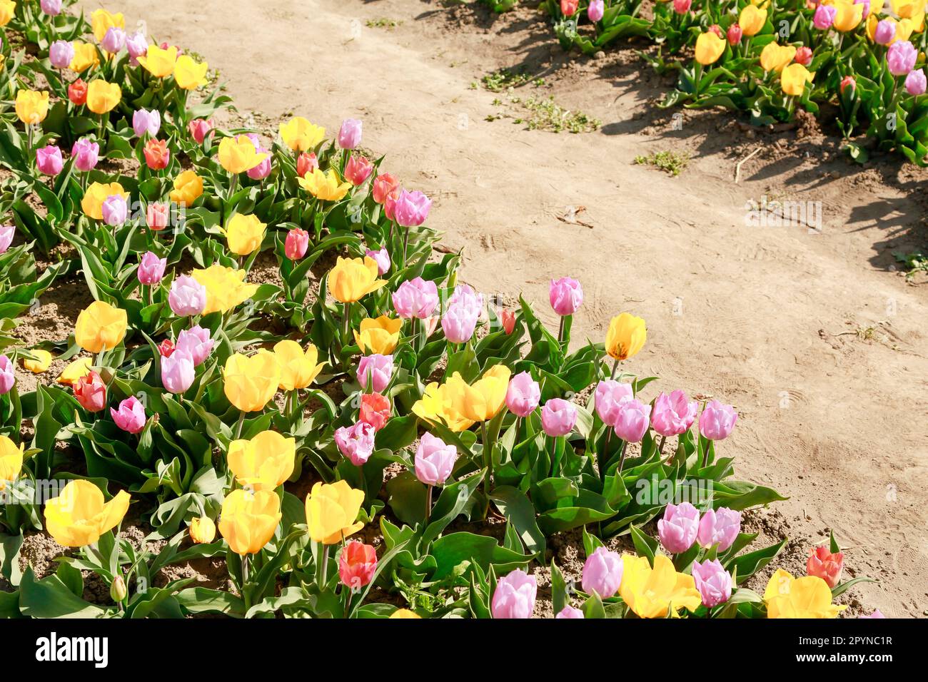 Belle Tulips en pleine floraison dans les champs de Hollande, en une journée ensoleillée Banque D'Images