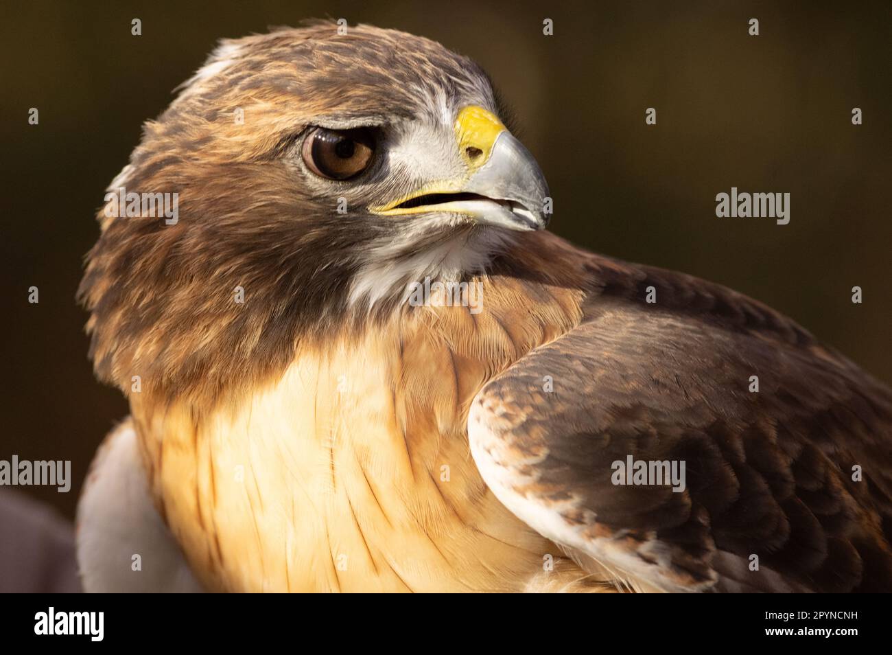 Buse à queue rouge (Buteo jamaicensis), réserve naturelle Walker, Reston, Virginie Banque D'Images