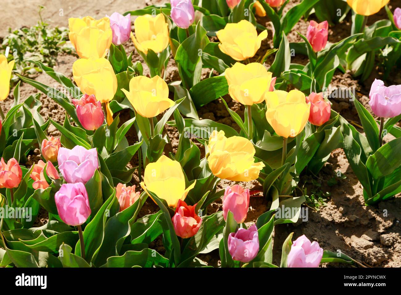 Belle Tulips en pleine floraison dans les champs de Hollande, en une journée ensoleillée Banque D'Images