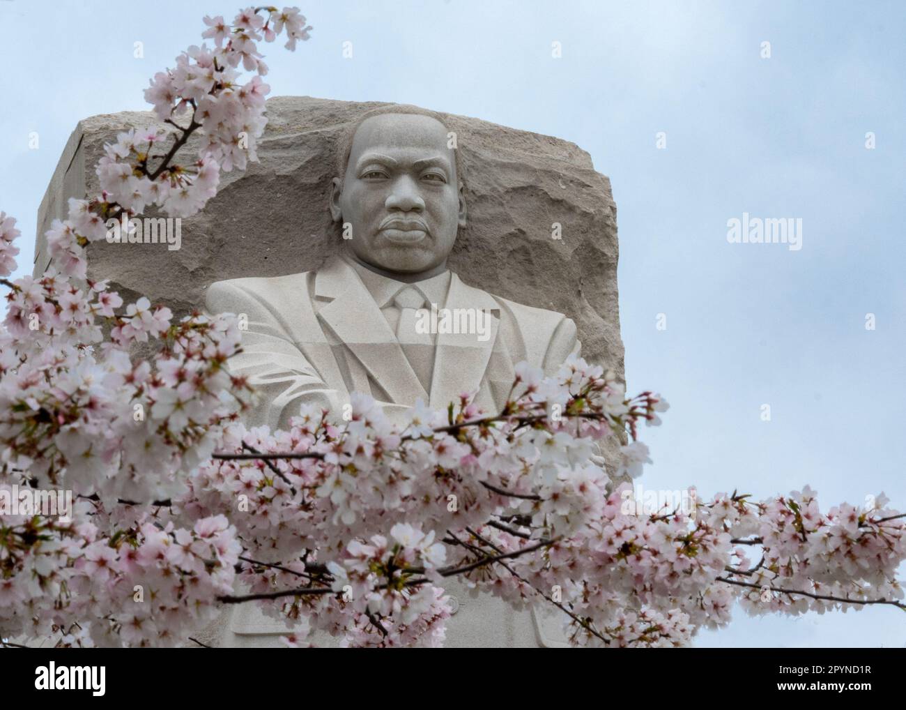 Martin Luther King, Jr Memorial avec cerisiers en fleurs en premier plan, Washington, DC Banque D'Images