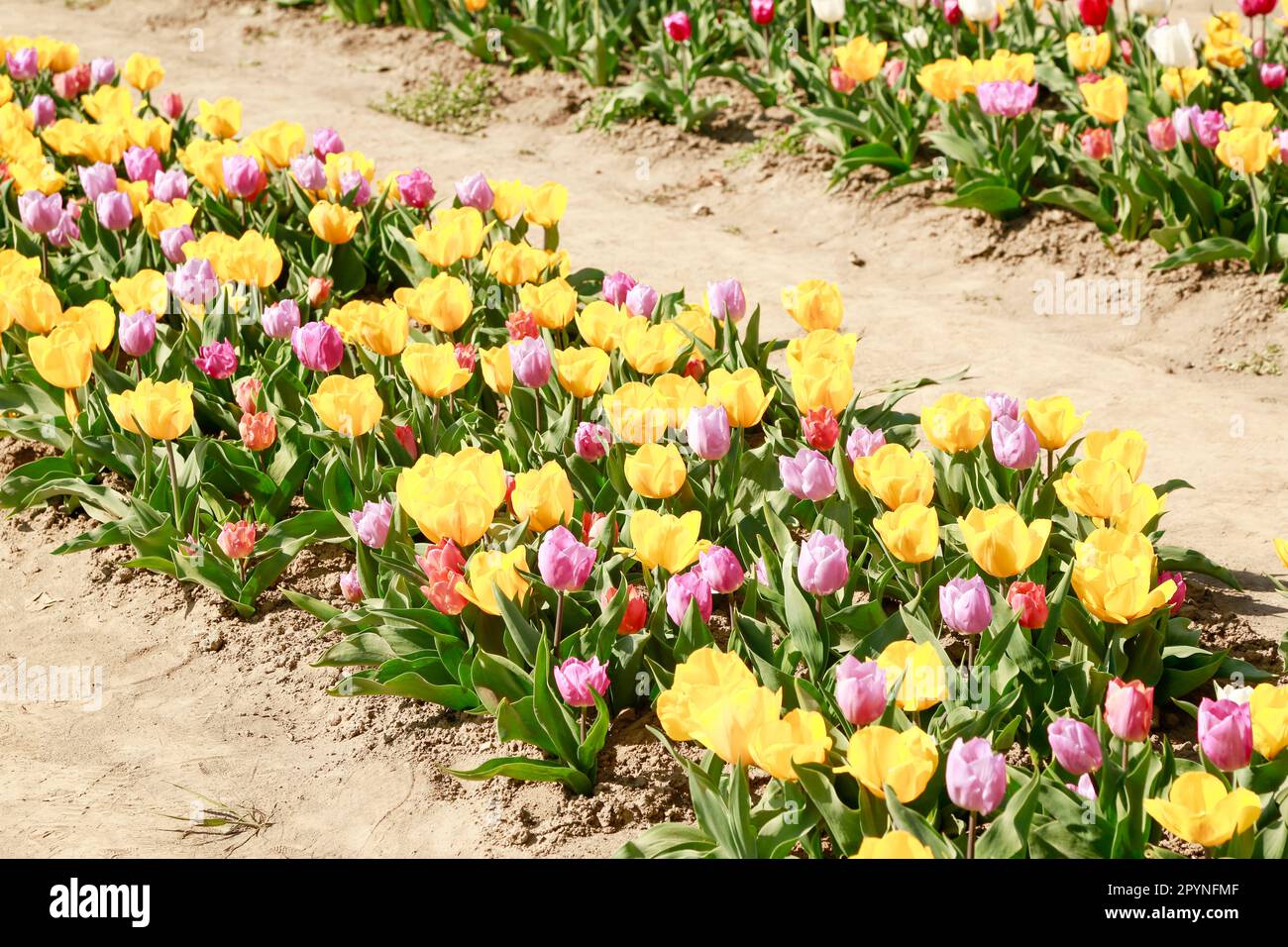 Belle Tulips en pleine floraison dans les champs de Hollande, en une journée ensoleillée Banque D'Images