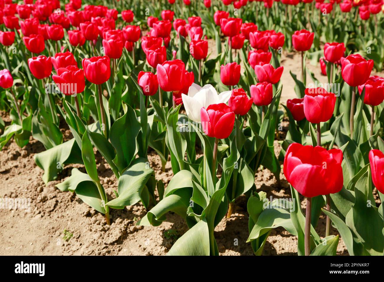 Printemps de belles tulipes fleurir dans un immense champs sous le soleil, hollande Banque D'Images