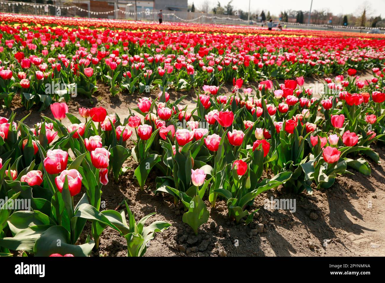 Printemps de belles tulipes fleurir dans un immense champs sous le soleil, hollande Banque D'Images