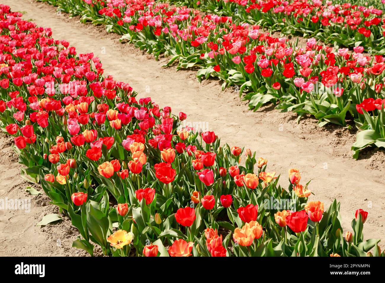 Printemps de belles tulipes fleurir dans un immense champs sous le soleil, hollande Banque D'Images