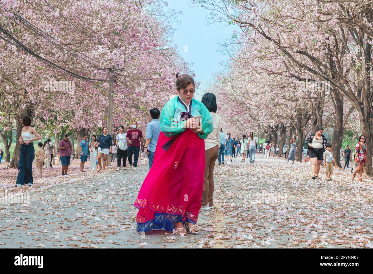 NAKHON PATHOM -THAÏLANDE, MARS 15 ,2023 : touristes non identifiés viennent visiter et prendre des photos avec de beaux trompettes roses qui fleurissent et tombent Banque D'Images