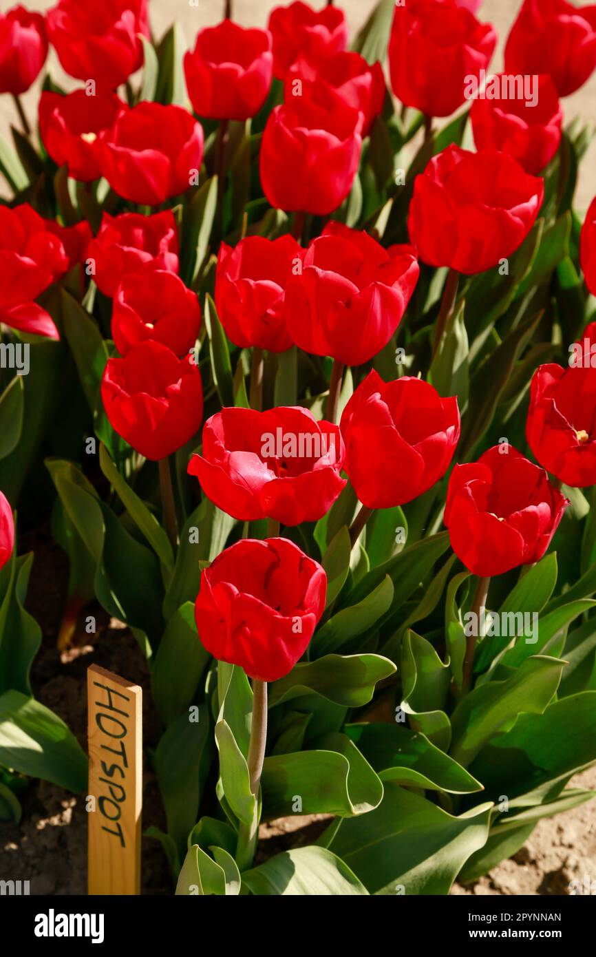 Printemps de belles tulipes fleurir dans un immense champs sous le soleil, hollande Banque D'Images